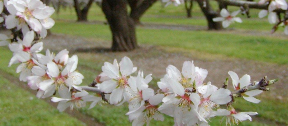 Almond-Blossom-Festival